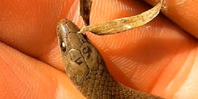 San Antonio snake